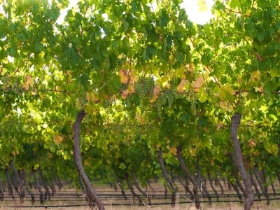 vineyard1 vineyard1